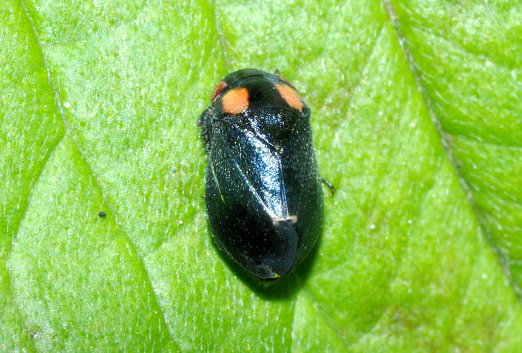 Penthimia nigra